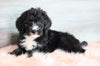 Bernedoodle (Standard) For Sale Baltic, OH Female- Sandy