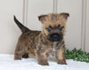 AKC Registered Cairn Terrier For Sale Millersburg, OH Female- Lexi