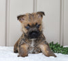 AKC Registered Cairn Terrier For Sale Millersburg, OH Female- Lexi
