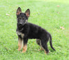 AKC Registered German Shepherd For Sale Millersburg, OH Male- Austin