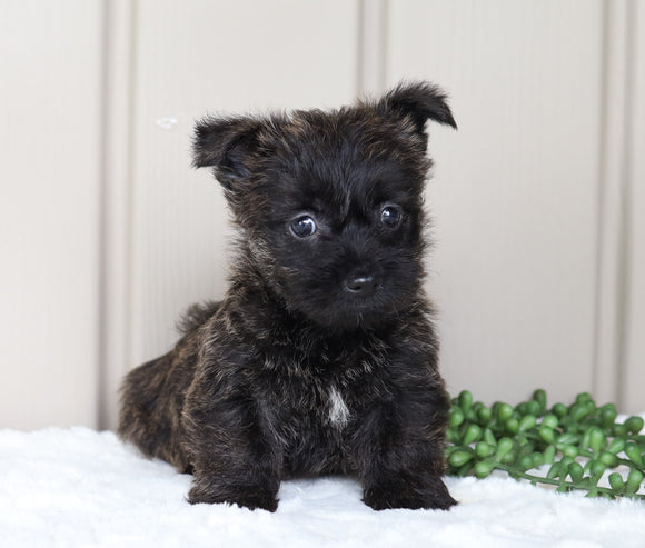 AKC Registered Cairn Terrier For Sale Millersburg, OH Female- Jade