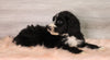 Bernedoodle (Standard) For Sale Baltic, OH Male- Chance