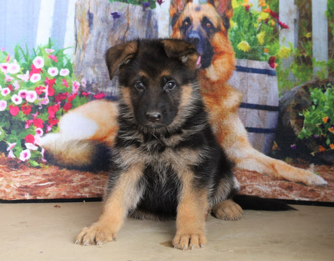 German Shepherd For Sale Millersburg, OH Female- Carmen