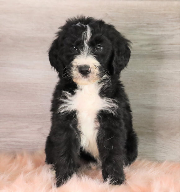 Bernedoodle (Standard) For Sale Baltic, OH Male- Chance