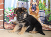 German Shepherd For Sale Millersburg, OH Female- Carmen