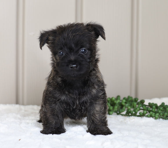 AKC Registered Cairn Terrier For Sale Millersburg, OH Female- Olivia