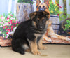 German Shepherd For Sale Millersburg, OH Female- Carmen