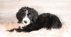 Bernedoodle (Standard) For Sale Baltic, OH Male- Chance