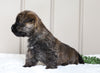 AKC Registered Cairn Terrier For Sale Millersburg, OH Female- Abby