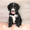 Bernedoodle (Standard) For Sale Baltic, OH Male- Alex