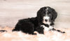 Bernedoodle (Standard) For Sale Baltic, OH Male- Alex