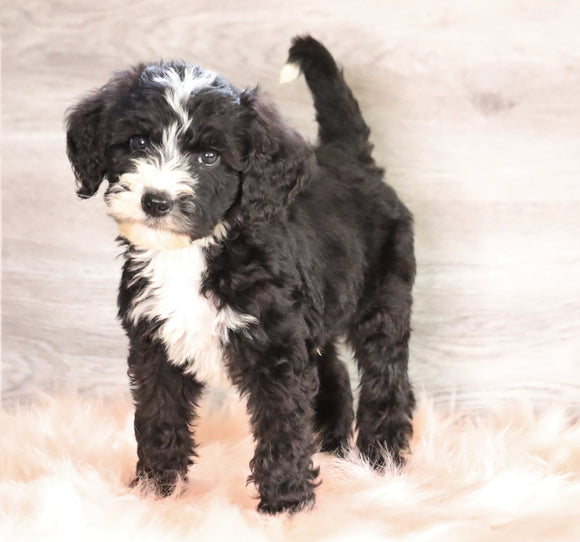 Bernedoodle (Standard) For Sale Baltic, OH Male- Logan