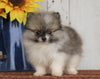 ACA Registered Pomeranian For Sale Millersburg, OH Male- Bobby