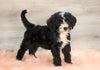 Bernedoodle (Standard) For Sale Baltic, OH Male- Logan