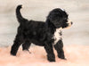 Bernedoodle (Standard) For Sale Baltic, OH Male- Logan