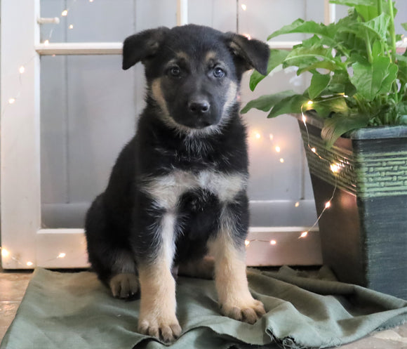 AKC Registered German Shepherd For Sale Millersburg, OH Male- Conner