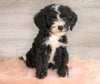 Bernedoodle (Standard) For Sale Baltic, OH Male- Logan