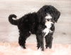 Bernedoodle (Standard) For Sale Baltic, OH Male- Smokey