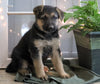 AKC Registered German Shepherd For Sale Millersburg, OH Female- Cammi