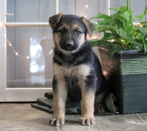 AKC Registered German Shepherd For Sale Millersburg, OH Female- Cammi