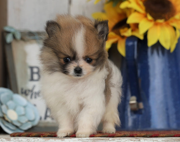 CKC Registered Pomeranian For Sale Millersburg, OH Male- Duke