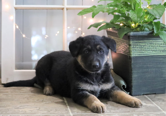 AKC Registered German Shepherd For Sale Millersburg, OH Female- Candi