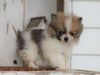 CKC Registered Pomeranian For Sale Millersburg, OH Male- Duke
