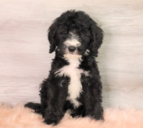 Bernedoodle (Standard) For Sale Baltic, OH Male- Smokey