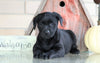 AKC Registered Labrador Retriever For Sale Sugarcreek, OH Female- Blackie