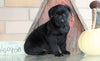 AKC Registered Labrador Retriever For Sale Sugarcreek, OH Female- Blackie