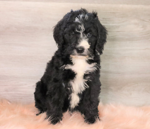 Bernedoodle (Standard) For Sale Baltic, OH Male- Russel