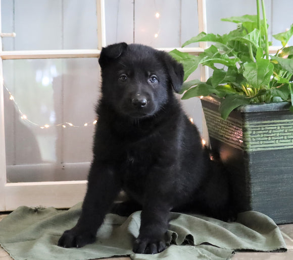 AKC Registered German Shepherd For Sale Millersburg, OH Male- Chase