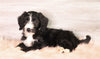 Bernedoodle (Standard) For Sale Baltic, OH Male- Jayce