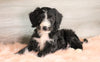 Bernedoodle (Standard) For Sale Baltic, OH Male- Jayce