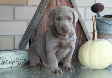 AKC Registered Silver Labrador Retriever For Sale Sugarcreek, OH Male- Blu