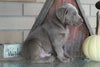 AKC Registered Silver Labrador Retriever For Sale Sugarcreek, OH Male- Blu