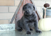 AKC Registered Charcoal Labrador Retriever For Sale Sugarcreek, OH Male- Coal