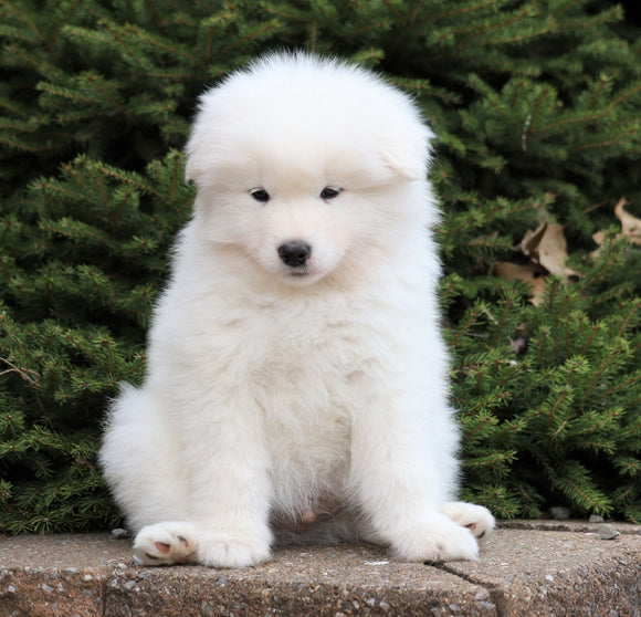 AKC Registered Samoyed For Sale Millersburg, OH Male- Archie