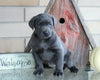 AKC Registered Charcoal Labrador Retriever For Sale Sugarcreek, OH Female- Stormy