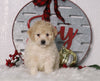 F1B Mini Bernedoodle For Sale Sugarcreek, OH Male- Asher