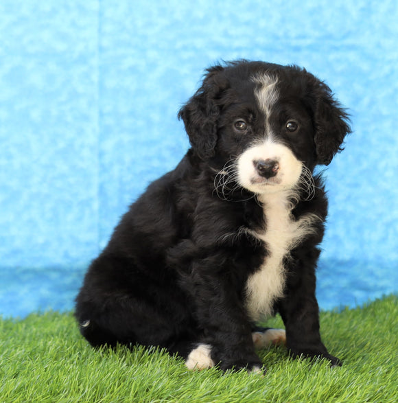 Mini Bernedoodle For Sale Sugarcreek, OH Male- Tyler
