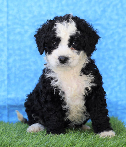 Mini Bernedoodle For Sale Sugarcreek, OH Female- Maggie