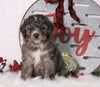 F1B Mini Bernedoodle For Sale Sugarcreek, OH Male- Bubba