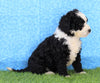 Mini Bernedoodle For Sale Sugarcreek, OH Female- Maggie