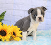 AKC Registered Boston Terrier For Sale Warsaw, OH Male- Dylan