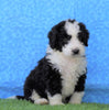 Mini Bernedoodle For Sale Sugarcreek, OH Male- Everest