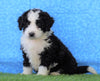 Mini Bernedoodle For Sale Sugarcreek, OH Male- Everest