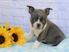 AKC Registered Boston Terrier For Sale Warsaw, OH Male- Dexter