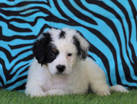 Mini Bernedoodle For Sale Sugaracreek, OH Male- Ryder