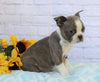 AKC Registered Boston Terrier For Sale Warsaw, OH Male- Darren